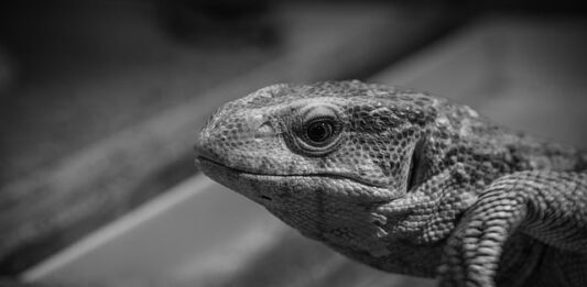 Jak monitorować Sieć domowa?