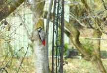 Ile jest dziedzin nauki? Ile jest dziedzin nauki?