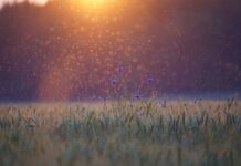 Czy za wzorowe zachowanie są punkty do liceum? Czy za wzorowe zachowanie są punkty do liceum?