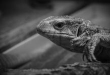 Jak monitorować pracowników? Jak monitorować pracowników?