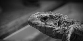 Jak monitorować pracowników?