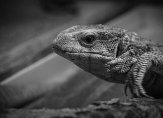 Jak monitorować pracowników? Jak monitorować pracowników?