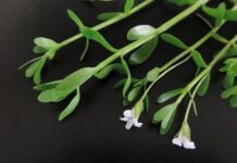 Jak szybko coś zapamiętać?