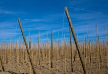 Kiedy Ranking Perspektyw 2023?