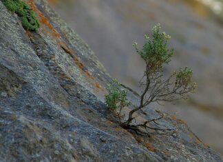 Jaka może być wytrwałość? Jaka może być wytrwałość?
