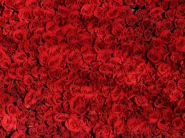 Czym się różni Microsoft od Google?