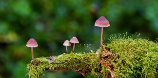 Jakie są rodzaje motywacji?