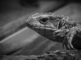 Co możemy monitorować?