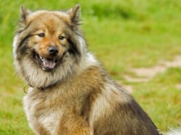 Od jakiej średniej jest 5 na dyplomie? Od jakiej średniej jest 5 na dyplomie?