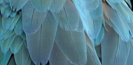 Czym jest piar? Czym jest piar?