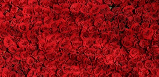 Czym się różni dziedzina od dyscypliny? Czym się różni dziedzina od dyscypliny?