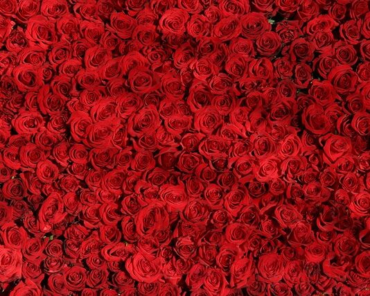 Czym się różni dziedzina od dyscypliny? Czym się różni dziedzina od dyscypliny?